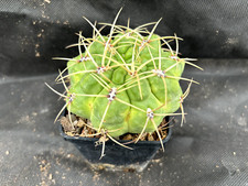 GYMNOCALYCIUM MONVILLEI - VIVAIO IL GIARDINO DI MAYA- CACTUS 165
