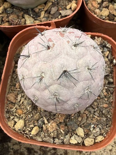 Tephrocactus geometricus spina