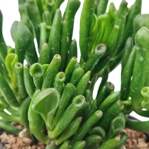 Crassula ovata gollum - crassula, cv.