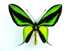 Ornithoptera paradisea