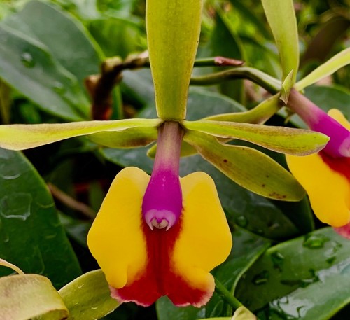 Epicattleya ibrido fiamma - epicattleya,