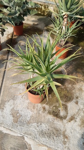 Aloe arborescens - aloe,