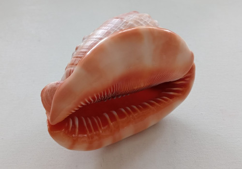 Cypraea cassis rufa - rufa, sea