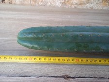 Pachanoi, San🌵Pedro 62.CMS