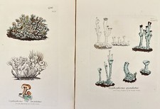 LOT OF TWO BOTANICAL