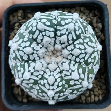 Astrophytum asterias