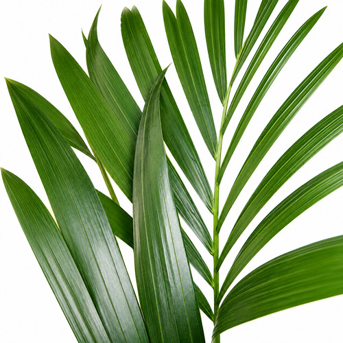 Howea forsteriana seeds - howea,