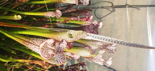 Leucophylla l30a miroslav srba - leucophylla,