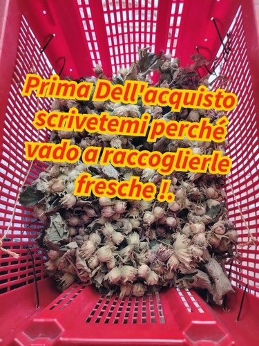 Nocciole fresche con - 2_kg,