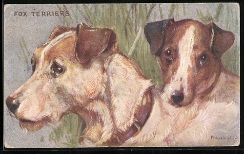 Due fox terrier ritratto - due, terrier,