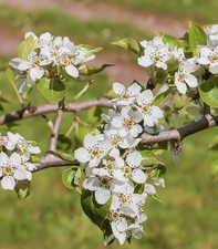 Pyrus betulifolia - Pera a foglie di betulla | Pera a foglia di betulla