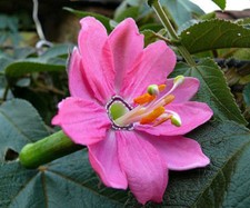 Passiflora mollissima banana - passiflora,