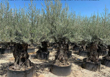 Ulivo olivo "Olea europea"