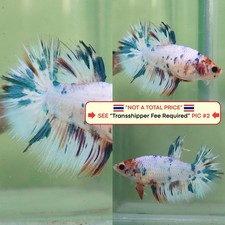 Live Betta Fish (Thailandia)
