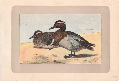 Stampa antica uccelli - uccelli, anatra
