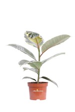 Pianta ficus elastica - pianta, di