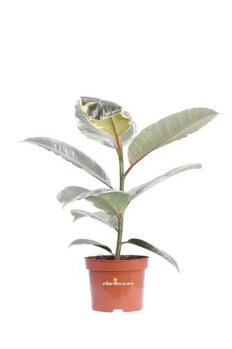 Pianta ficus elastica - pianta,