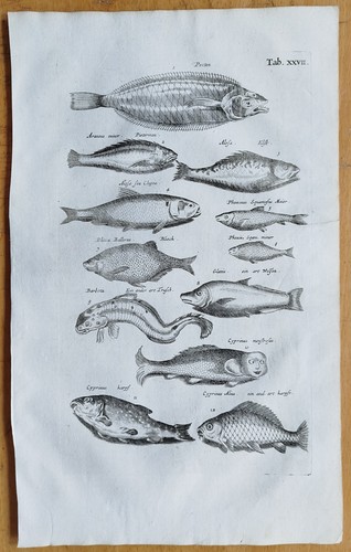 Pesce grande - pesce, 27)