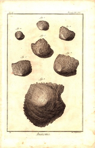 1771 anatomia tessuto - anatomia,