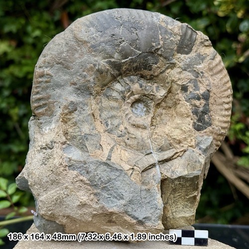 Rare fossil ammonite - fossil,
