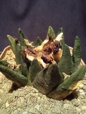 ARIOCARPUS BRAVOANUS from seed