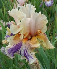 Iris TB, 'I Meant To Doit'