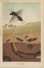 Piante - cromolitografia originale francese fine '800 - La Courtiliere