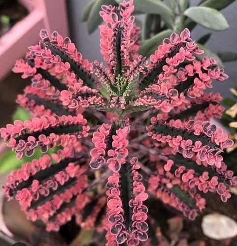 Kalanchoe pink butterfly - 'pink, butterfly'