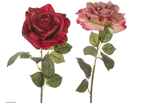 Rosa rossa lattice 67 - o,
