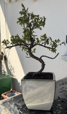 Bonsai Ciliegio cinese 
