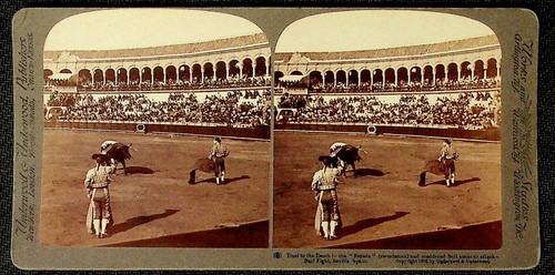 Bull fights siviglia - bull,
