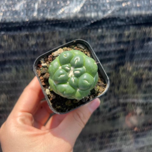 Coryphantha elephantidens - coryphantha,