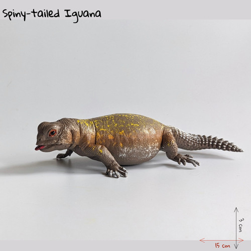 Aaa lizards spiny - lizards,, spiny-tailed