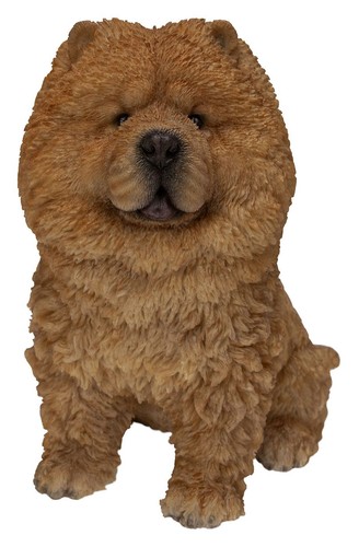 Vivid arts chow dog - dog,