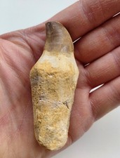 Dente con radice Mosasauro 8