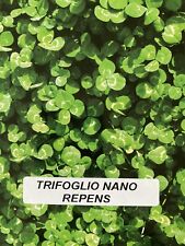 TRIFOGLIO REPENS NANO 5 KG Sementi Prato Professionale