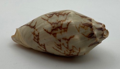 Conchiglia collezione gen - conchiglia,