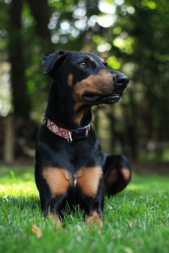 Doberman pinscher 2x3 - doberman,