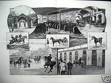 1900 cavalli scuderia gondrand - cavalli,