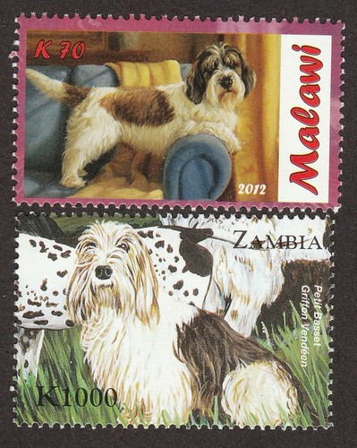 Petite basset griffon - griffon, vendeen