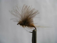 N. 6 Mosche secche in cdc