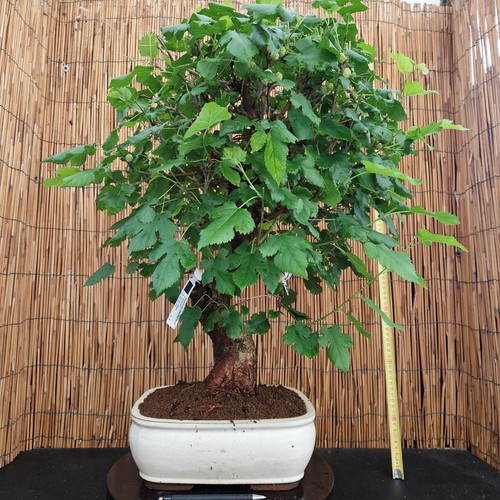 Bonsai gelso bianco 65cm - bonsai,