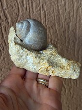 Fossili * GRANDE NATICA FOSSILE ITALIANA ex COLLEZIONE