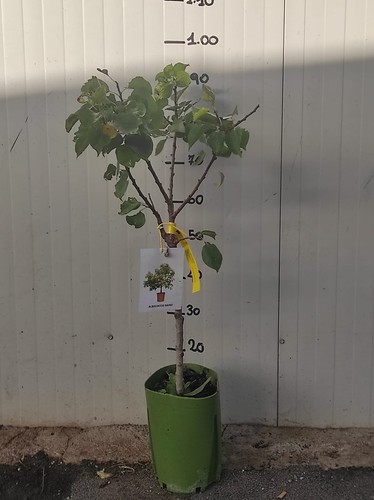 Albicocco nano pianta - , da