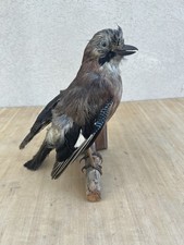 Ghiandaia imbalsamata - ghiandaia, –
