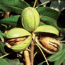 NOCE PECAN - Carya illinoinensis. -300 SEMI CHILO CIRCA 