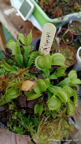 Dionaea galaxy venus - galaxy,