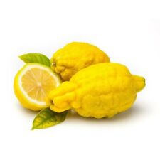 Pianta Albero di CEDRO LIMONE