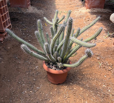 EUPHORBIA BAIOENSIS -