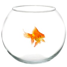 AMPOLLA BOCCIA PER PESCI IN